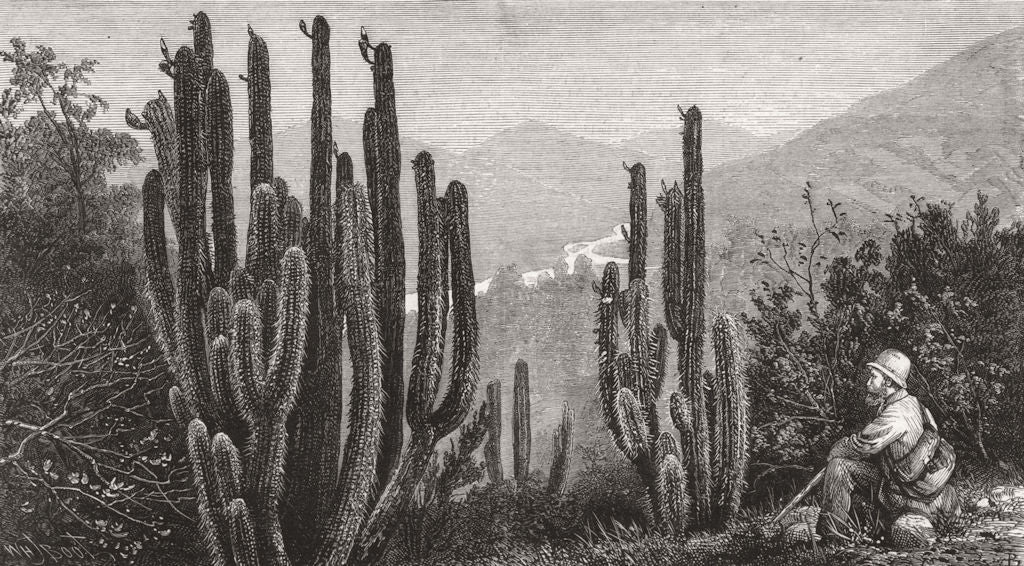 LANDSCAPES. Cacti in bloom 1880 old antique vintage print picture
